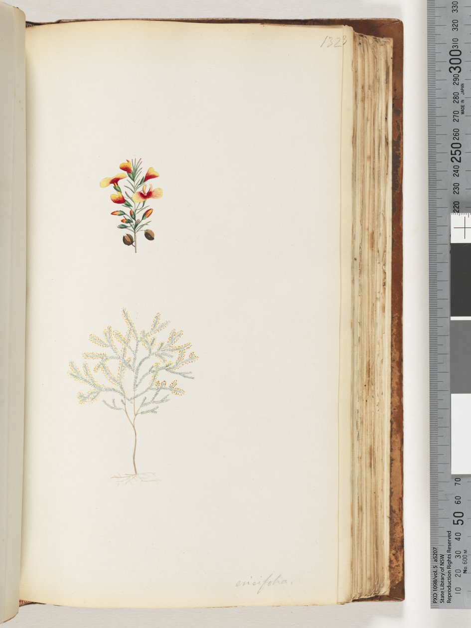 Sayfa 132. Ericifolia by Unknown artist