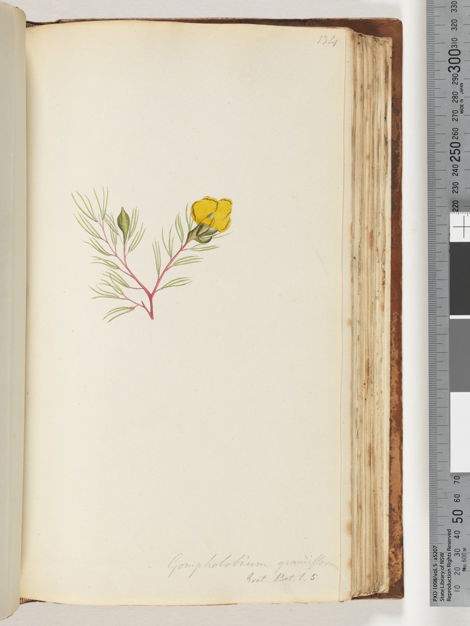 Sayfa 134. Gompholobium grandiflorum / Exot. Bot. T. 5 by Unknown artist