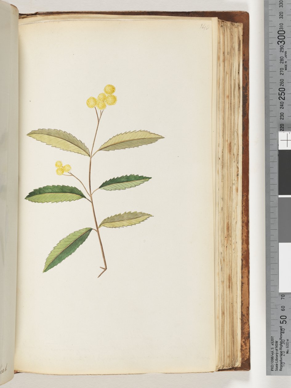 Sayfa 140. Tanımlanamayan çiçek, Ekim 1794 by Unknown artist