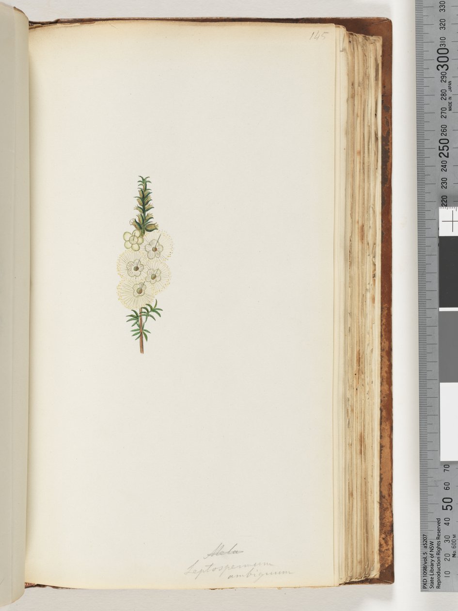 Sayfa 145. Alela / Leptospermum ambiguum by Unknown artist