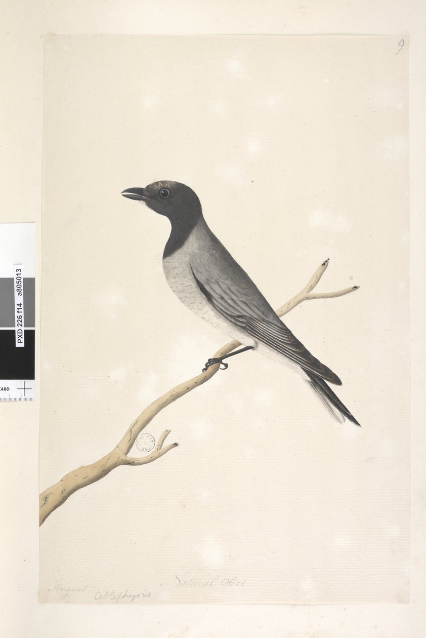 Sayfa 14. Ceblephyris. farklı el Ağustos ayında yukarıdaki başlık. Doğal boy Küçük Guguk Kuşu, Örümcek Kuşu? Coracina Robusta, 1791-92 by Unknown artist