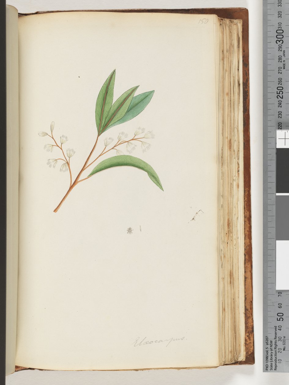 Sayfa 150. Elaeocarpus by Unknown artist