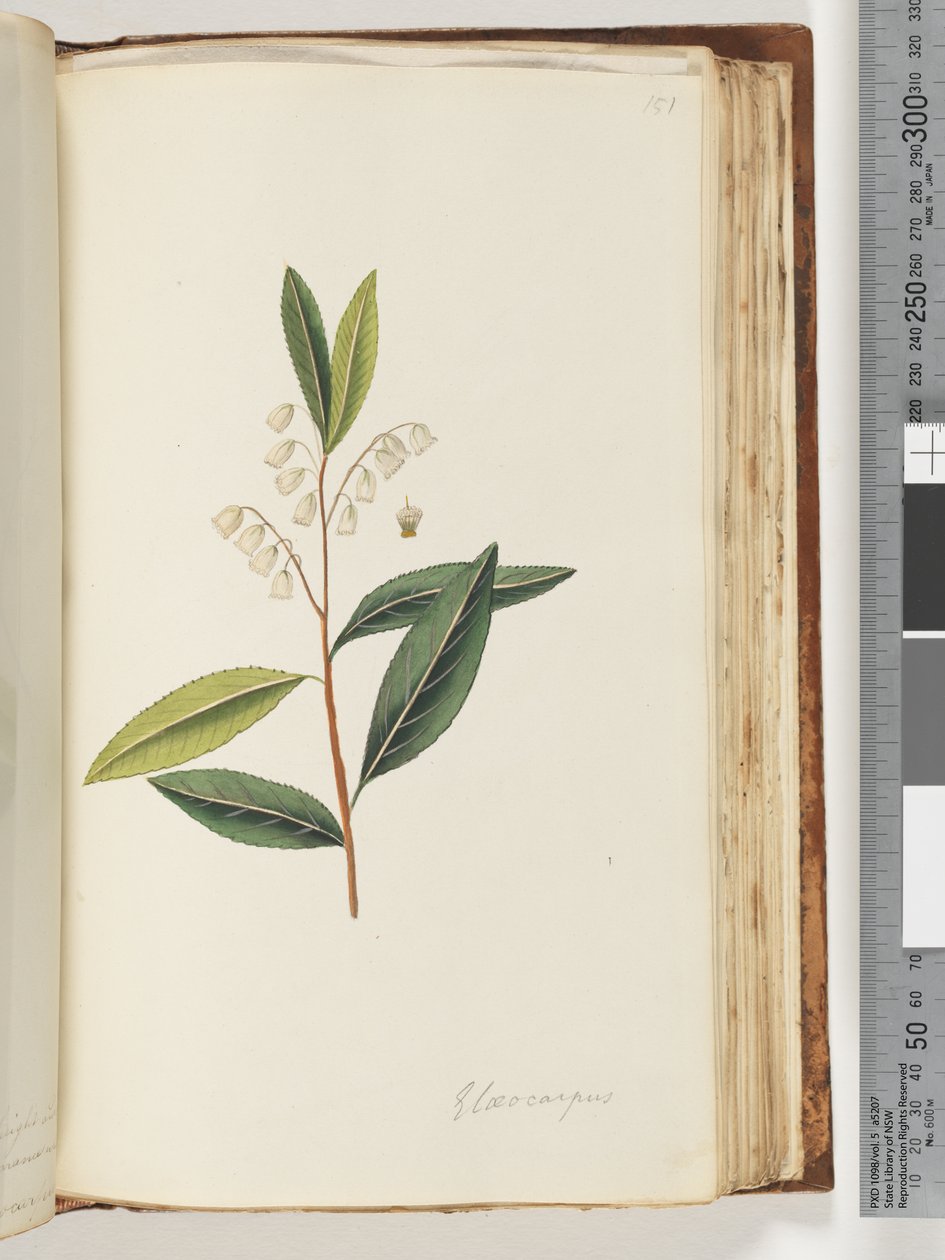 Sayfa 151. Elaeocarpus by Unknown artist