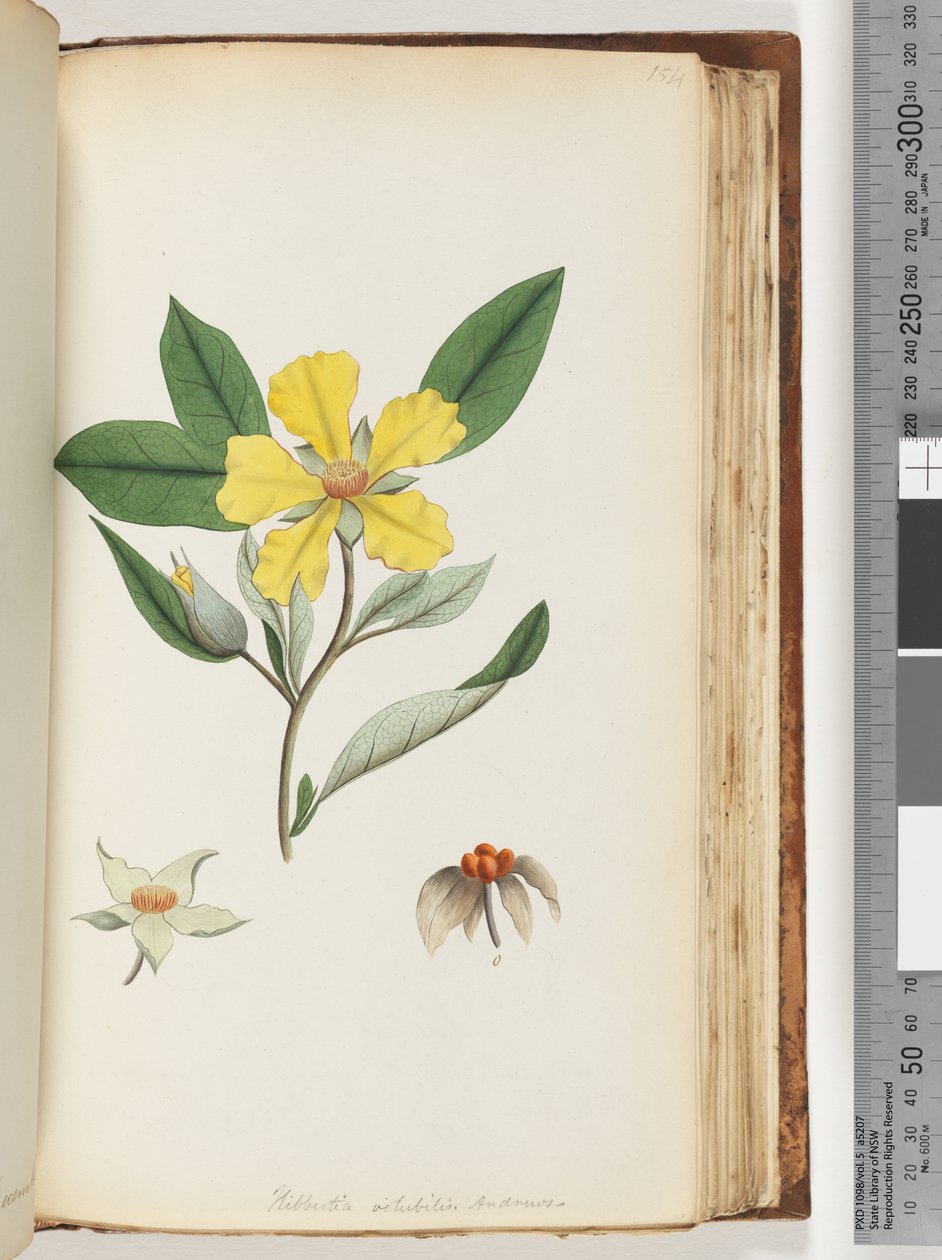 Sayfa 154. Hibbertia volubilis / Andrews Gine Çiçeği by Unknown artist