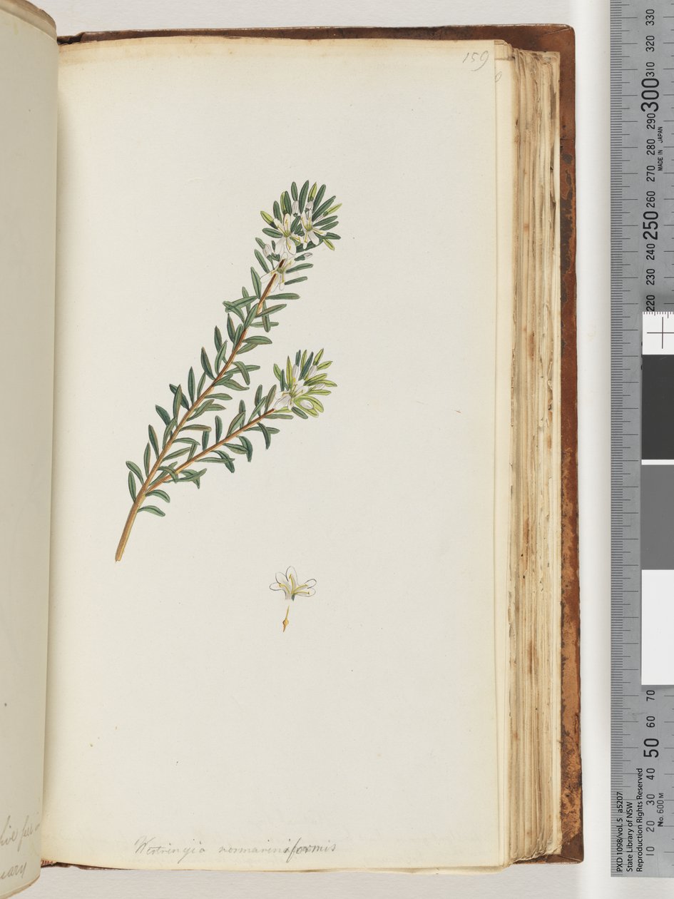 Sayfa 159. Westringea rosmariniformis by Unknown artist