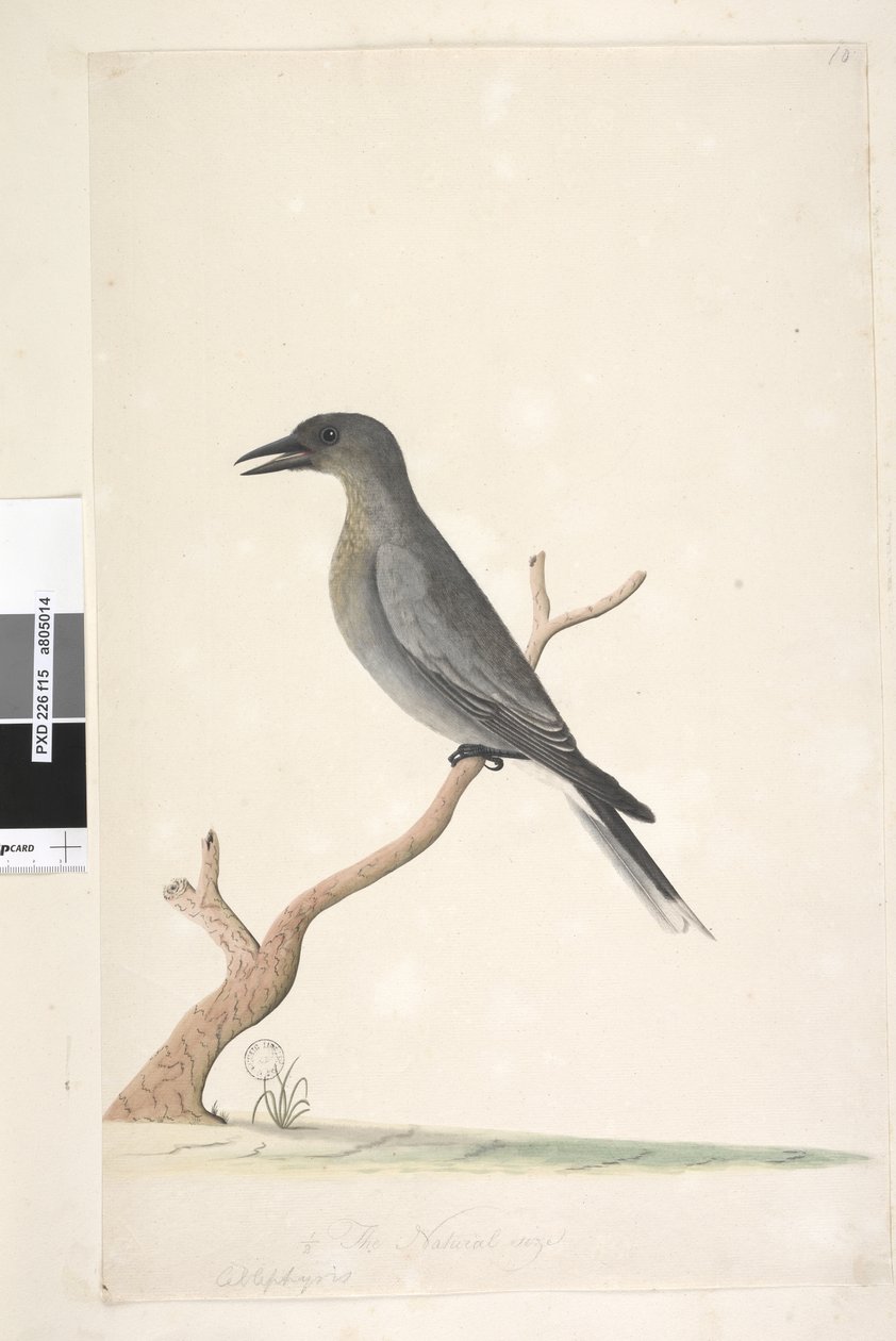 Sayfa 15. Ceblephyris. yukarıdaki başlık farklı elde doğal boyutta Gray Currawong Strepera versicolor, 1791-92 by Unknown artist