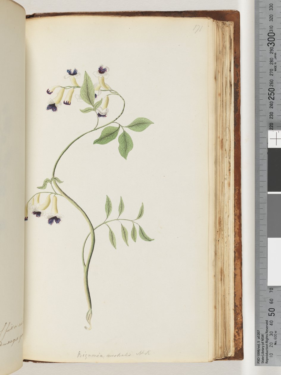 Sayfa 171. Bignonia australis H.K. by Unknown artist
