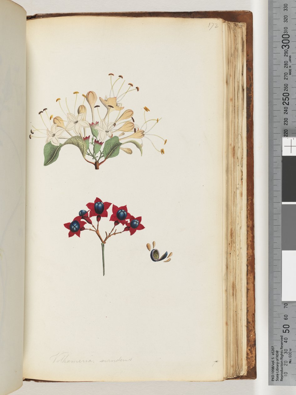 Sayfa 172. Volkameria scandens / Cumberland Ağacı by Unknown artist
