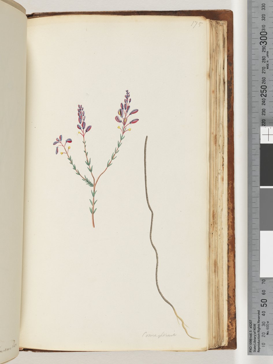 Sayfa 175. Comaspernia by Unknown artist