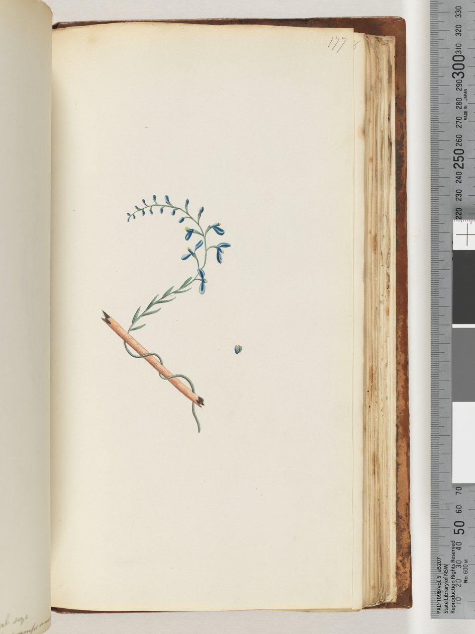 Sayfa 177. Tanımlanamayan bitki by Unknown artist
