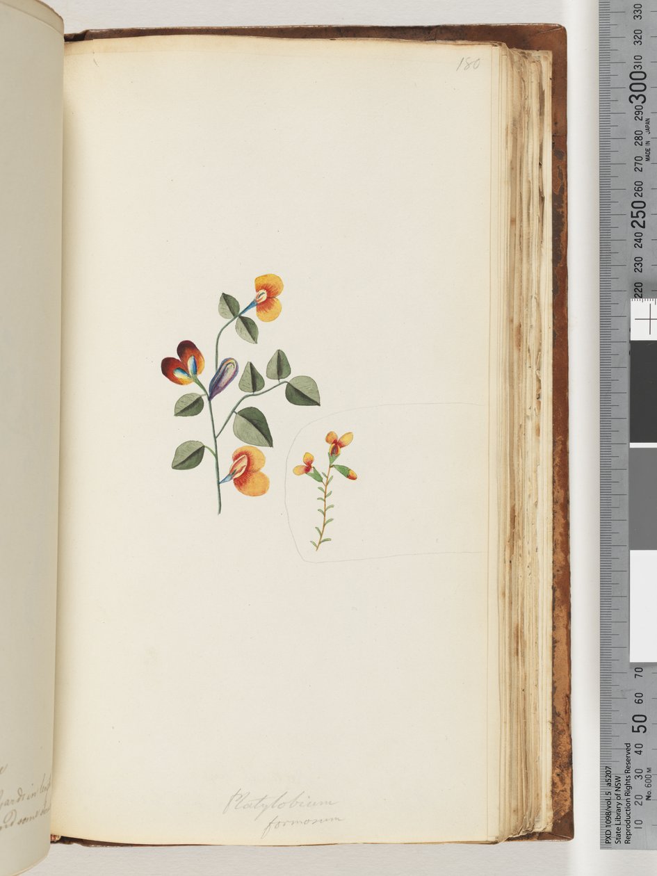 Sayfa 180. Platylobium formosum / Yakışıklı Düz ​​bezelye by Unknown artist