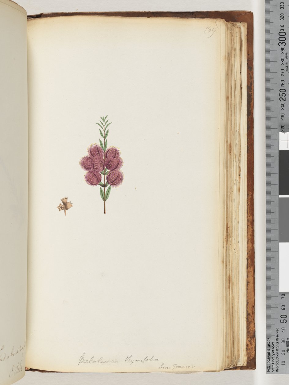 Sayfa 189. Melaleuca thymifolia. Lin: Transac by Unknown artist