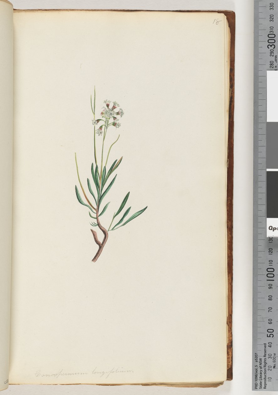 Sayfa 18. Conospermum longifolium Uzun, yaprak Koni Tohumları by Unknown artist