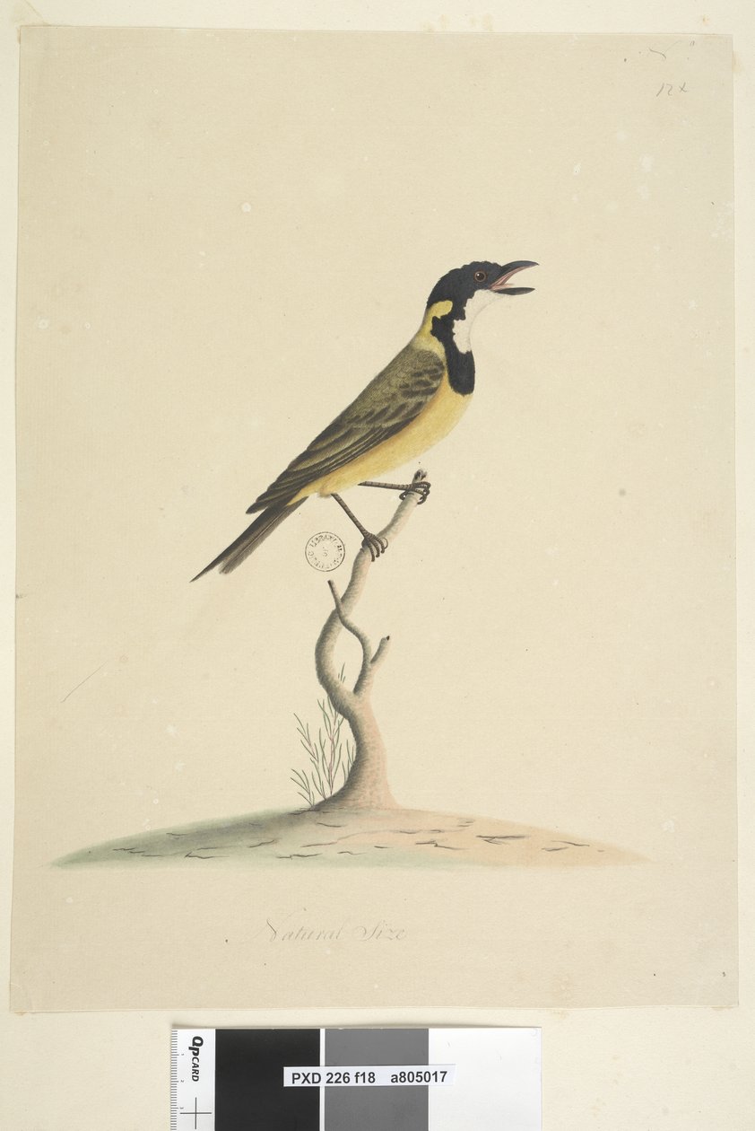 Sayfa 18. Doğal boyut Golden Whistler Pachycephala pektoralis, erkek, 1791-92 by Unknown artist