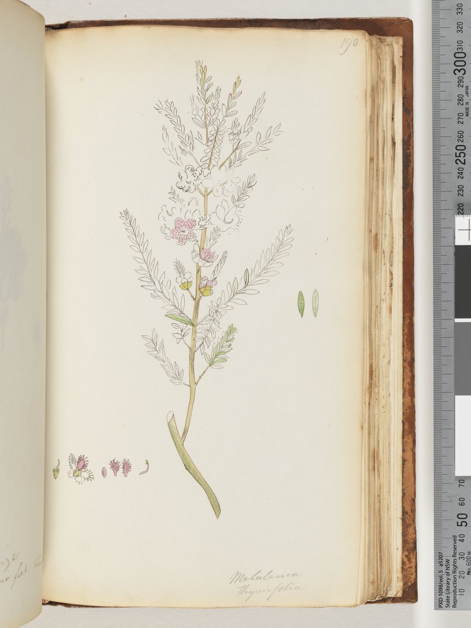 Sayfa 190. Melaleuca thymifolia / Kekik Balı, mersin by Unknown artist