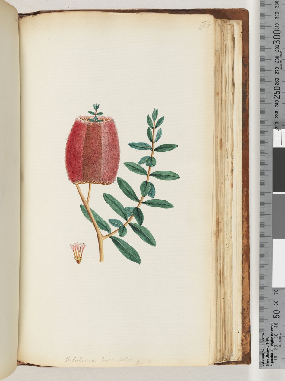 Sayfa 193. Melaleuca hypericifolia / Kırmızı Ballı mersin by Unknown artist