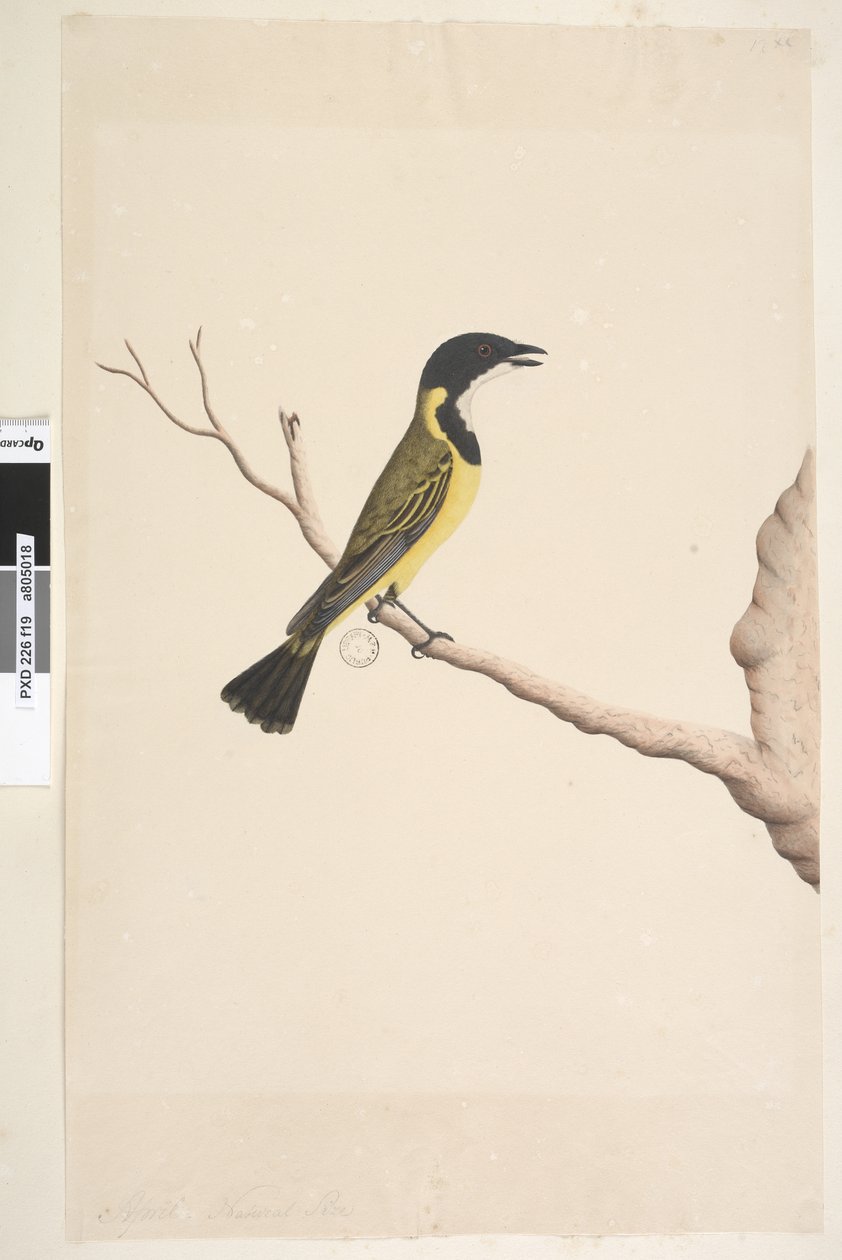 Sayfa 19. Nisan. Doğal boy Golden Whistler Pachycephala pektoralis, erkek, 1791-92 by Unknown artist