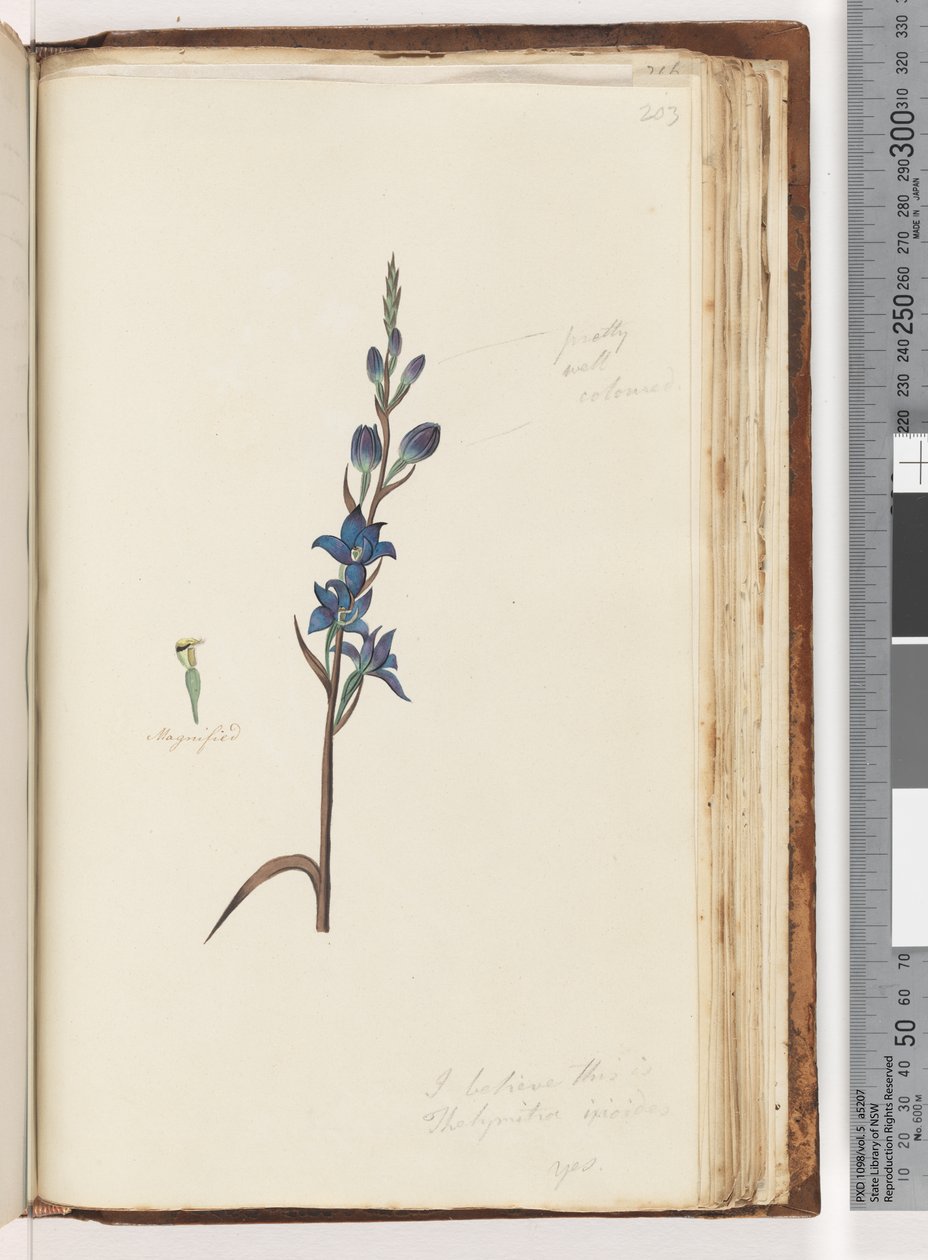 Sayfa 203. Bunun Thelymitra ixioides / Spotted Sun Orchid olduğuna inanıyorum by Unknown