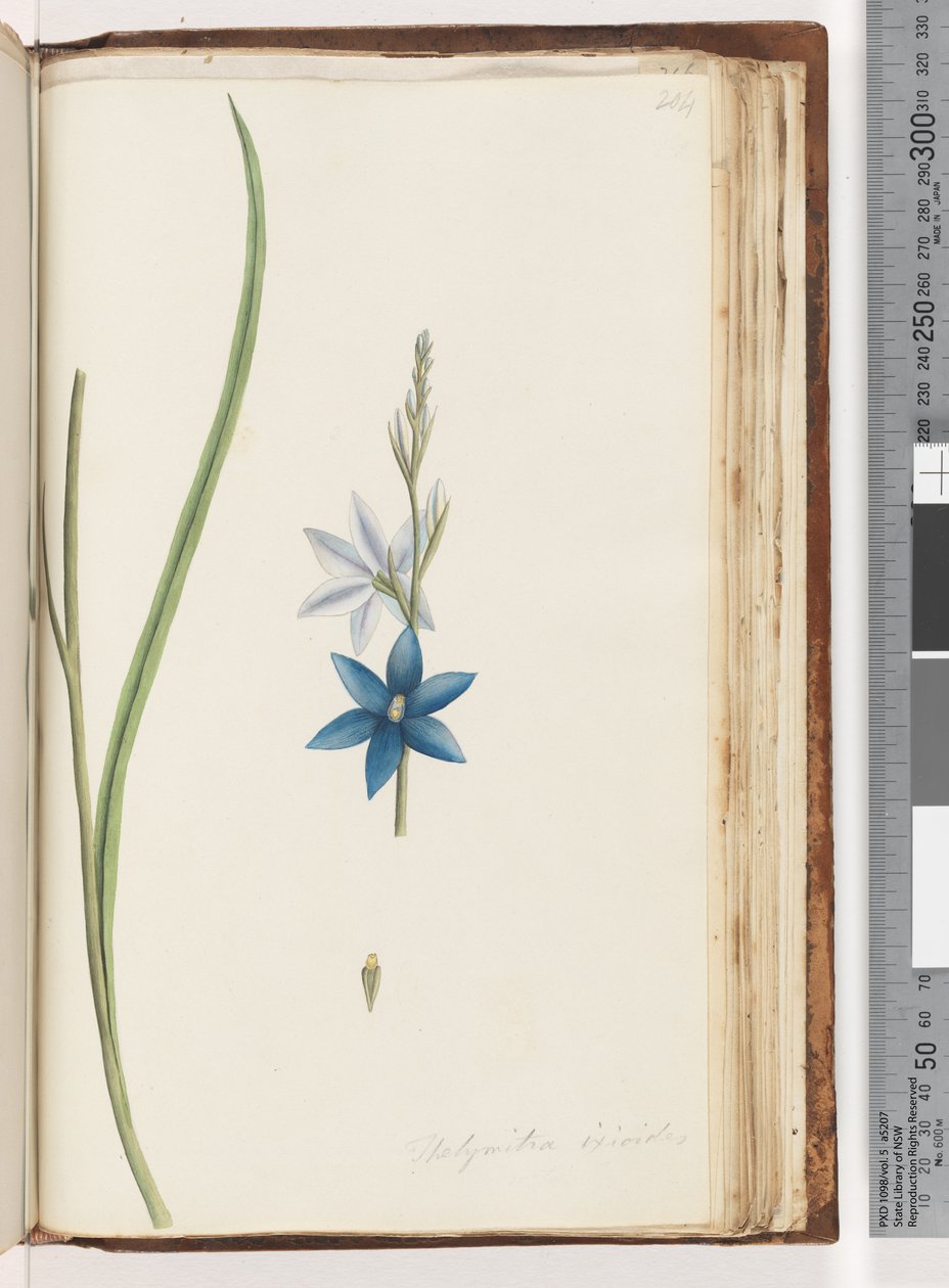 Sayfa 204. Thelymitra ixiodes / Benekli Güneş Orkidesi by Unknown artist