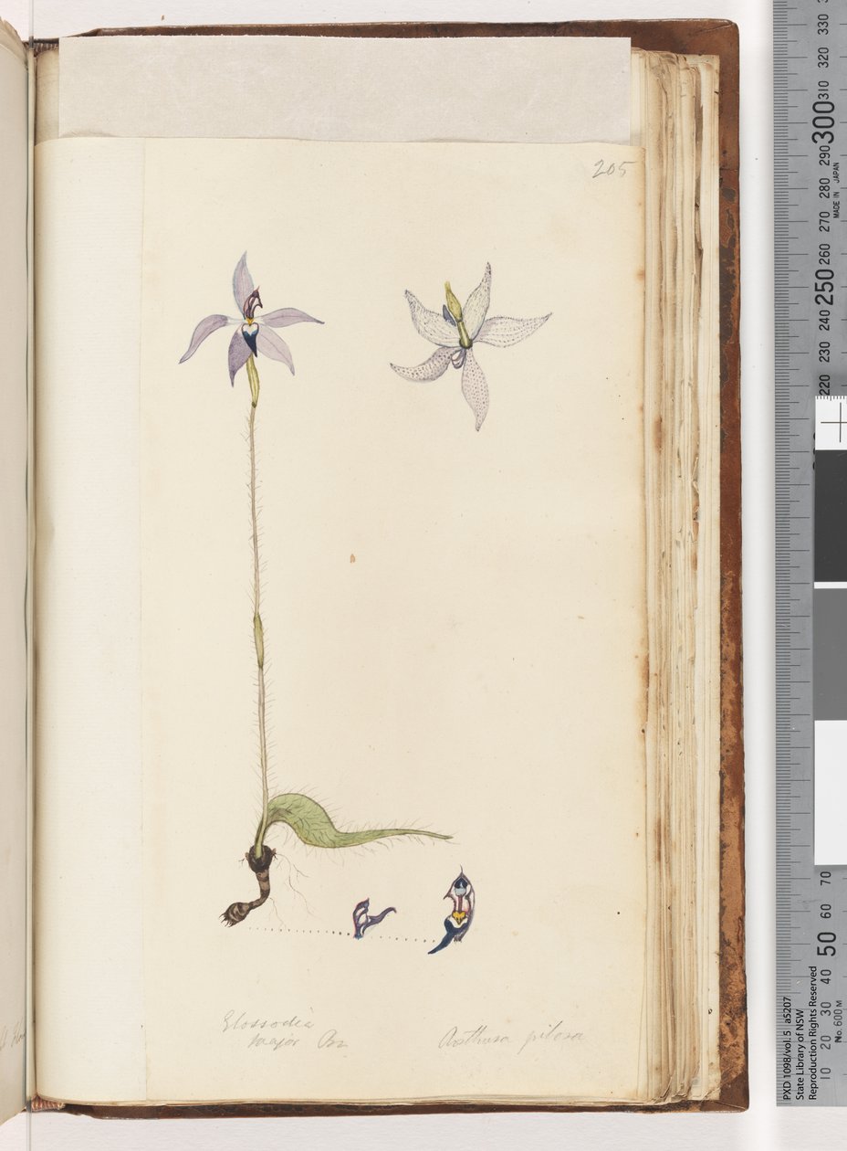 Sayfa 205. Glossodia. Binbaşı Açık. Arethusa pilosa / Balmumu Dudak Orkide by Unknown artist