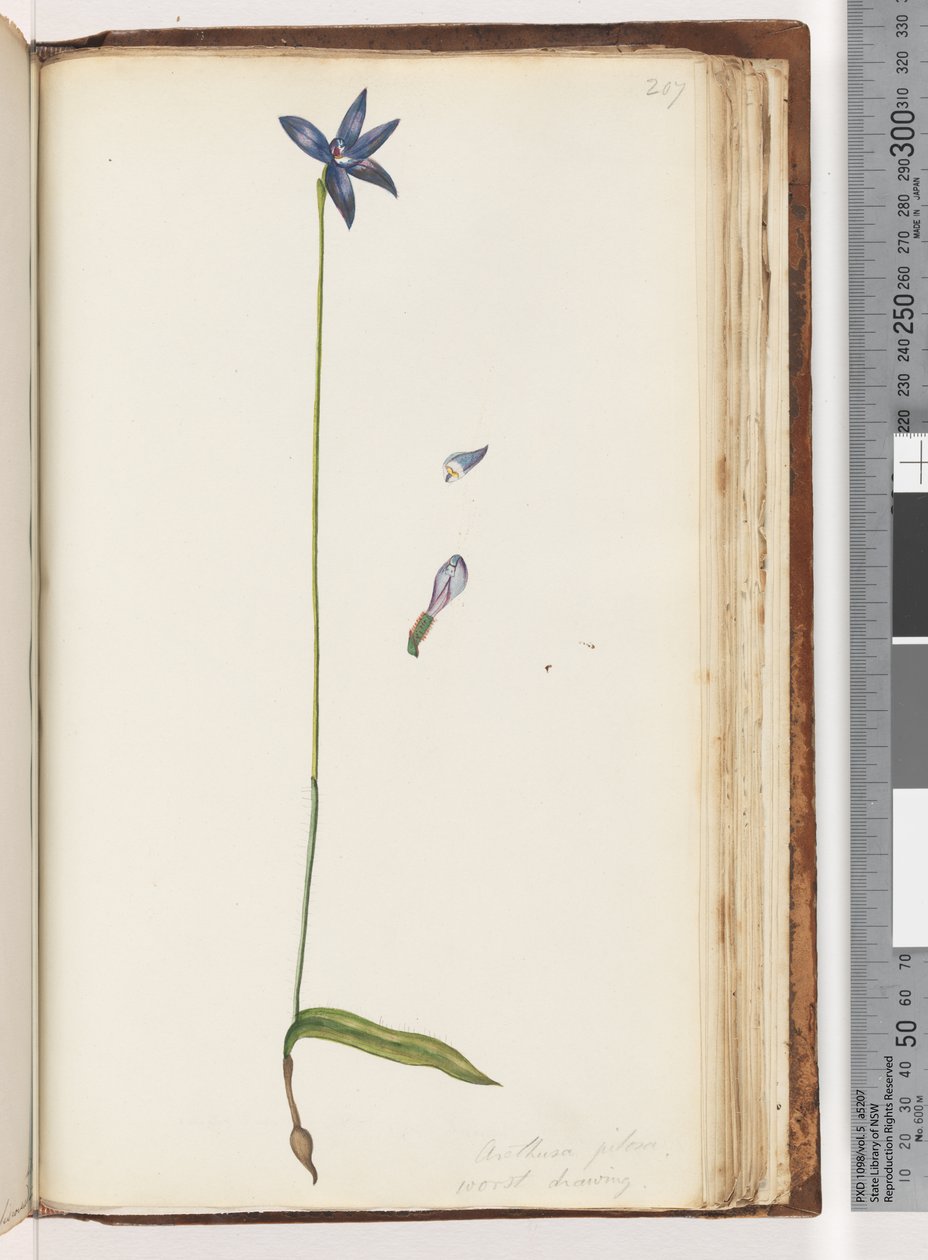 Sayfa 207. Arethusa pilosa / balmumu dudaklı orkide by Unknown