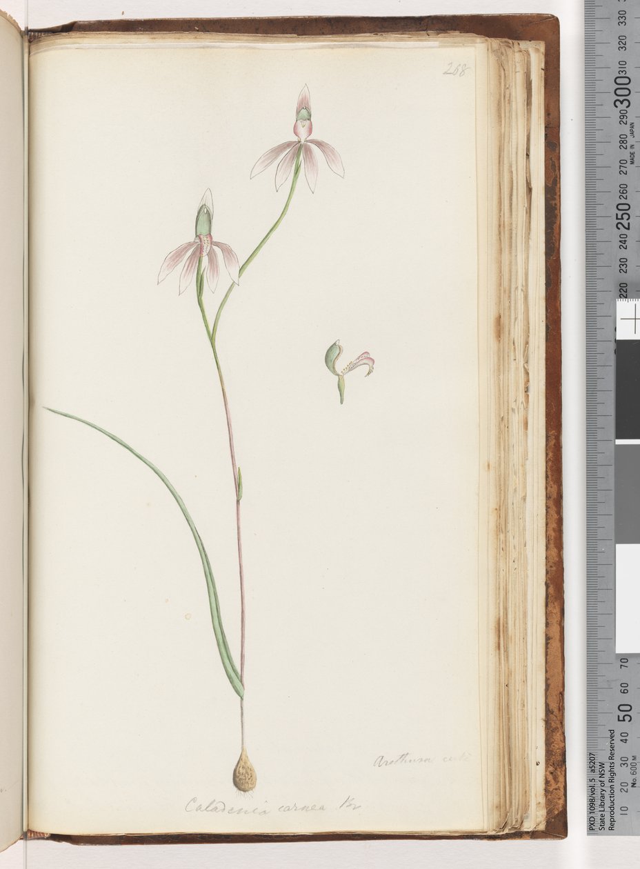 Sayfa 208. Arethusa sertifikası var mı? Caladenia carnea Br / Pembe Parmak Orkide by Unknown artist