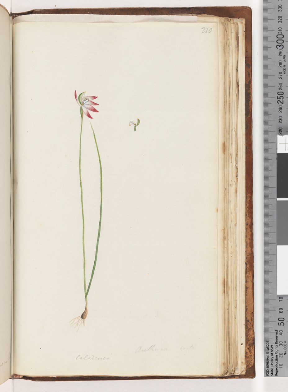 Sayfa 210. Arethusa sertifikası var mı? / Caladenia by Unknown artist