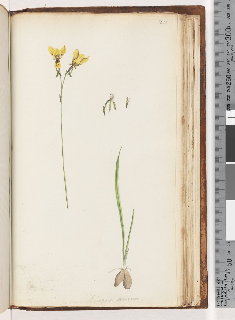Sayfa 211. Diuris aurea Şekli / Altın Eşek Orkidesi by Unknown artist