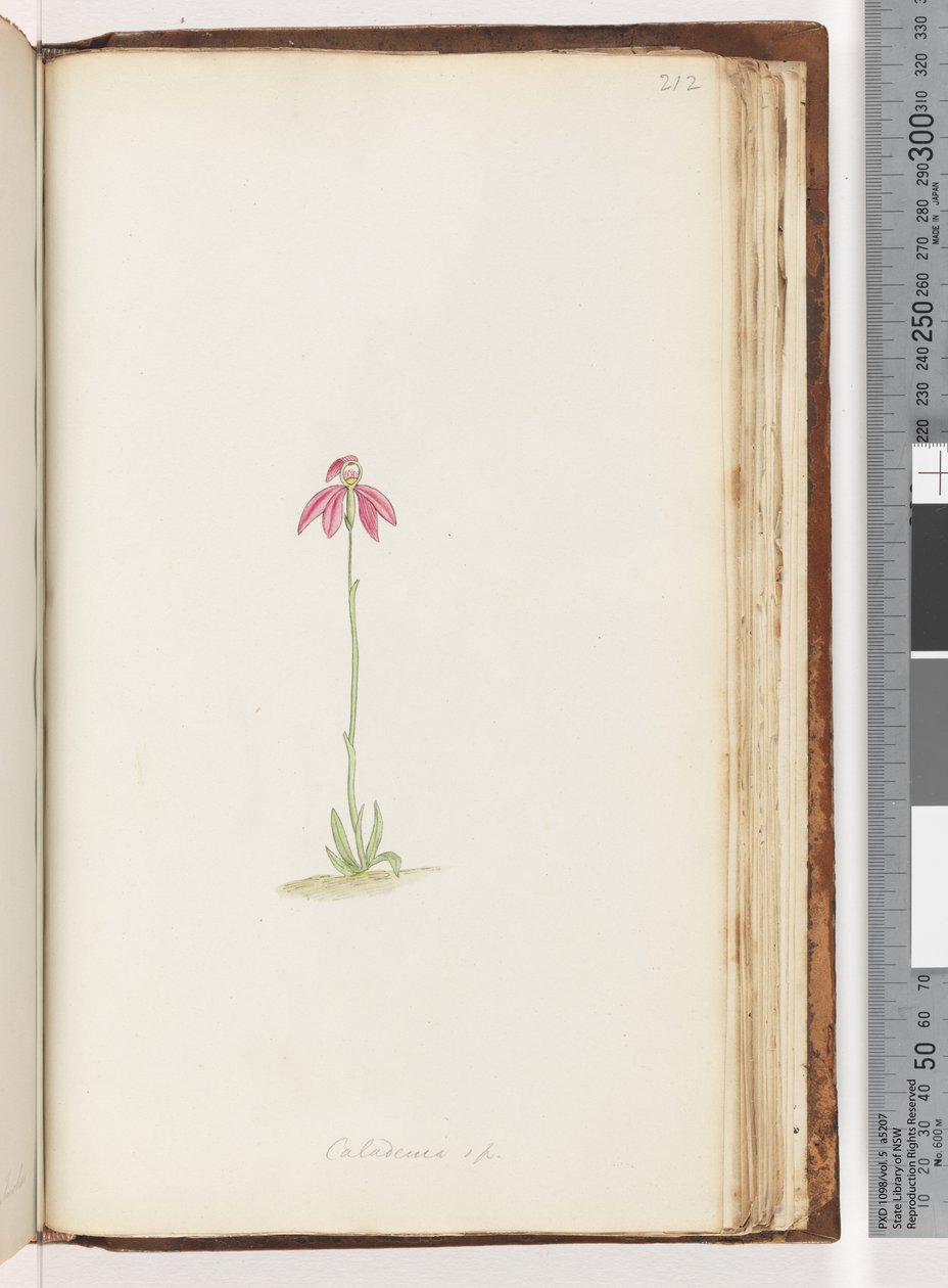 Sayfa 212. Caladenia sp by Unknown artist