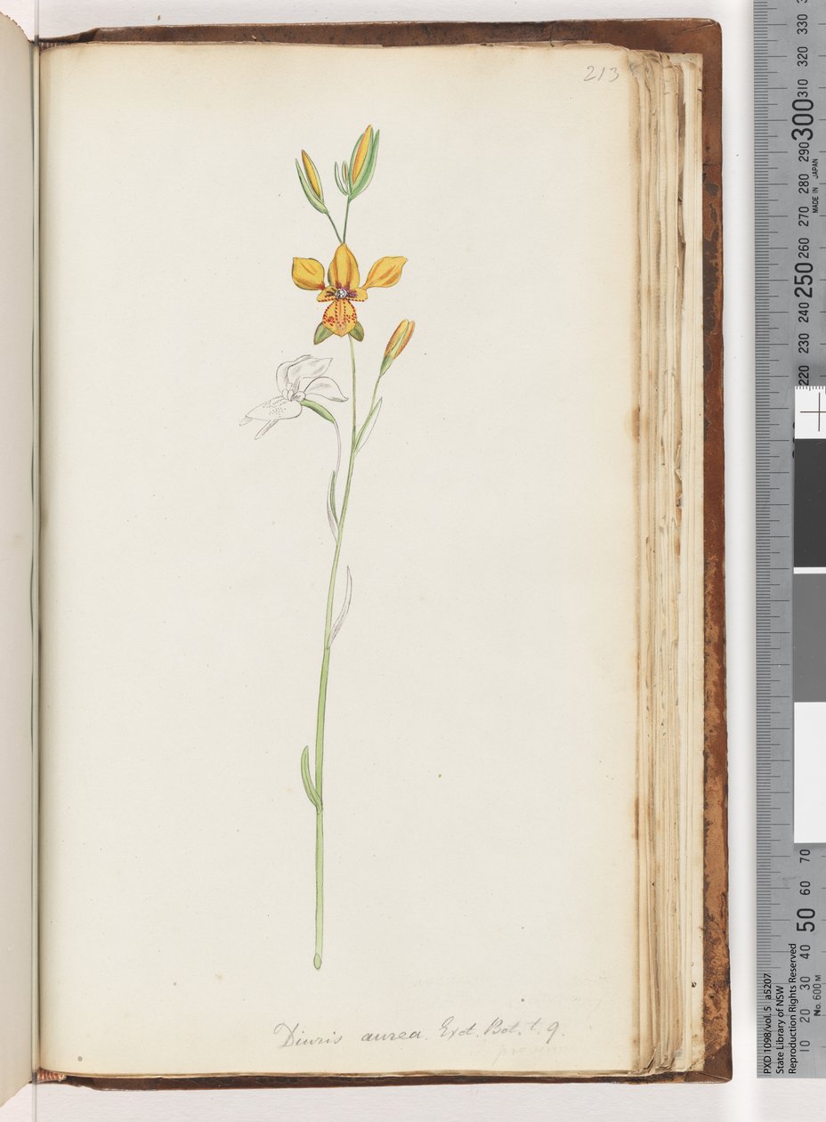 Sayfa 213. Diuris aurea. Egzoz. Bot. T. 9. Altın Eşek Orkide by Unknown artist