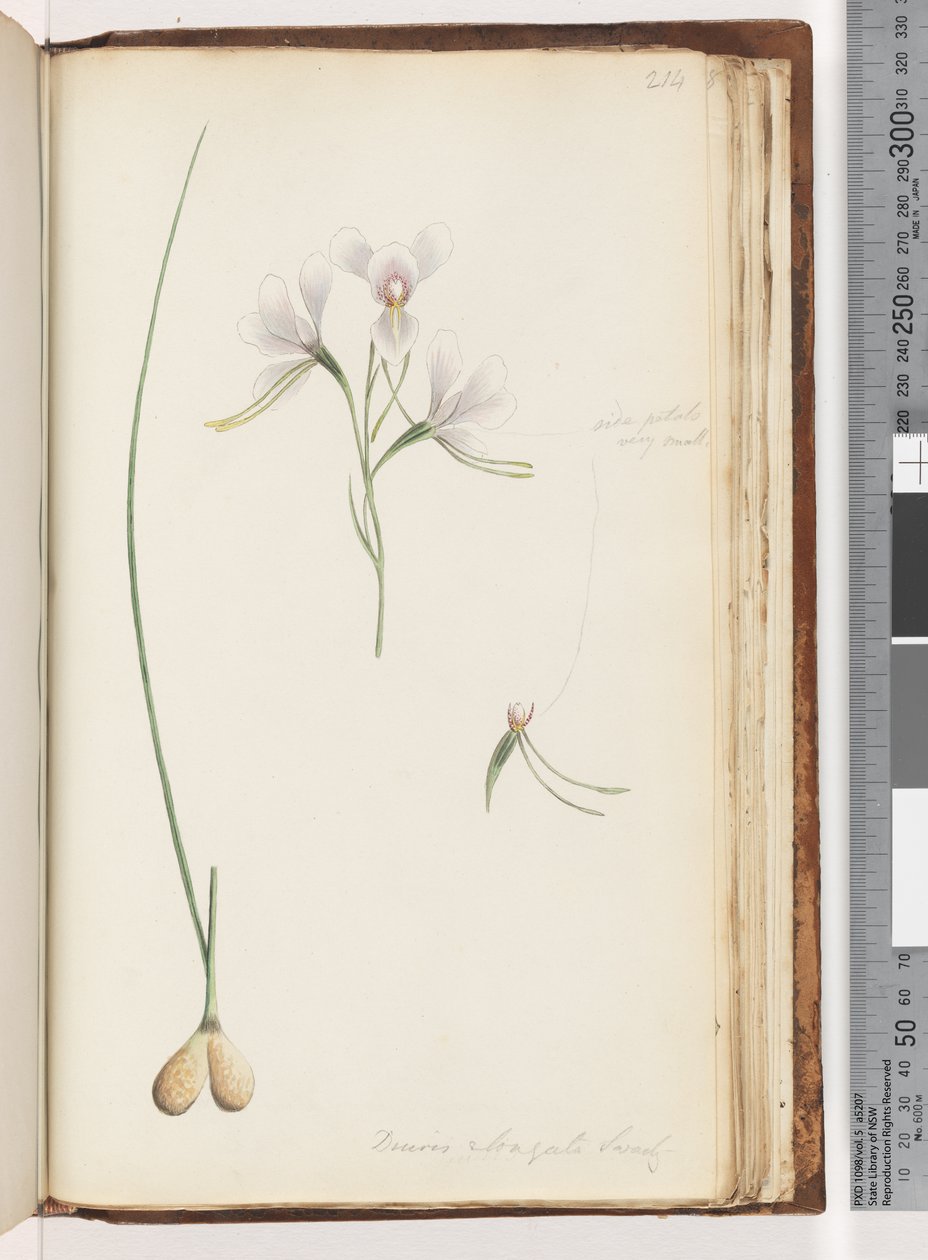 Sayfa 214. Diuris elongata Saracty? Mor Eşek Orkide by Unknown