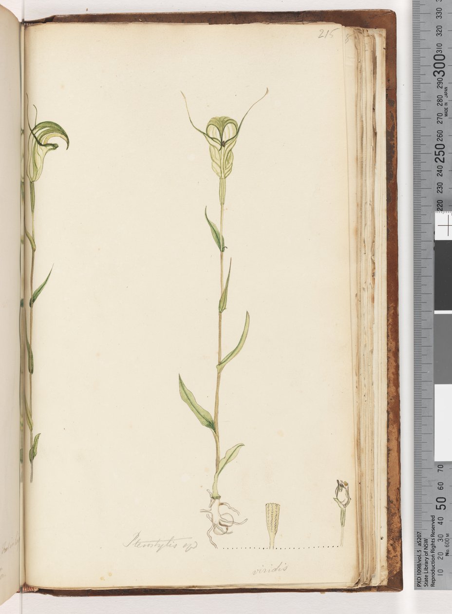 Sayfa 215. Pterostylis op / viridis by Unknown artist
