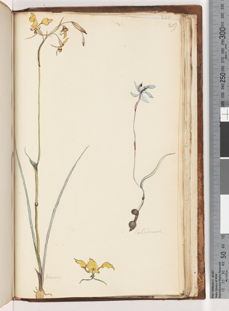 Sayfa 219. Caladenia / Diuris iki bitki by Unknown artist