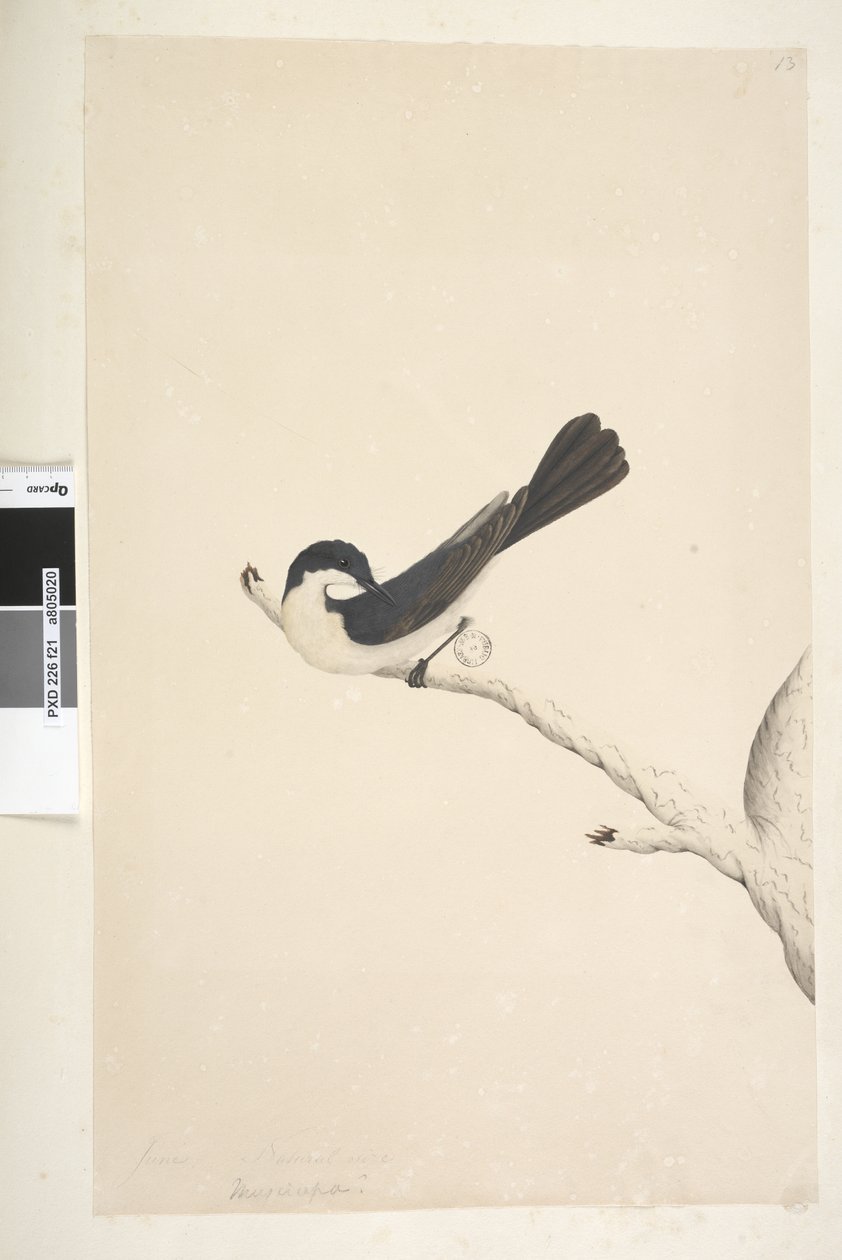 Sayfa 21. Musciopa. farklı el Haziran ayında yukarıdaki başlık. Doğal boyut Huzursuz Sinekkapan Myiagra inquieta Seisura inquieta, 1791-92 by Unknown artist