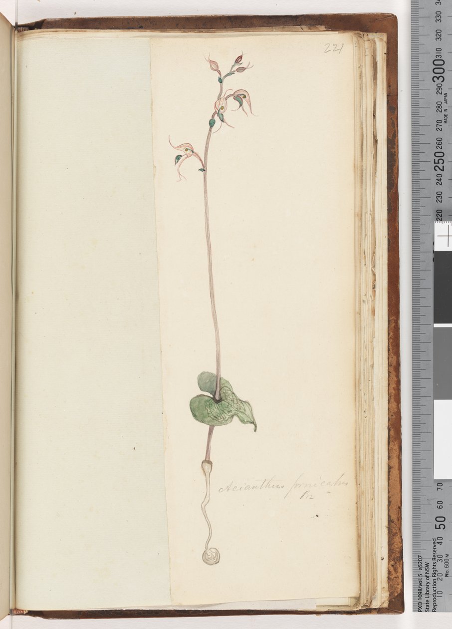 Sayfa 221. Acianthus fornicatus Br Pixie Caps by Unknown artist