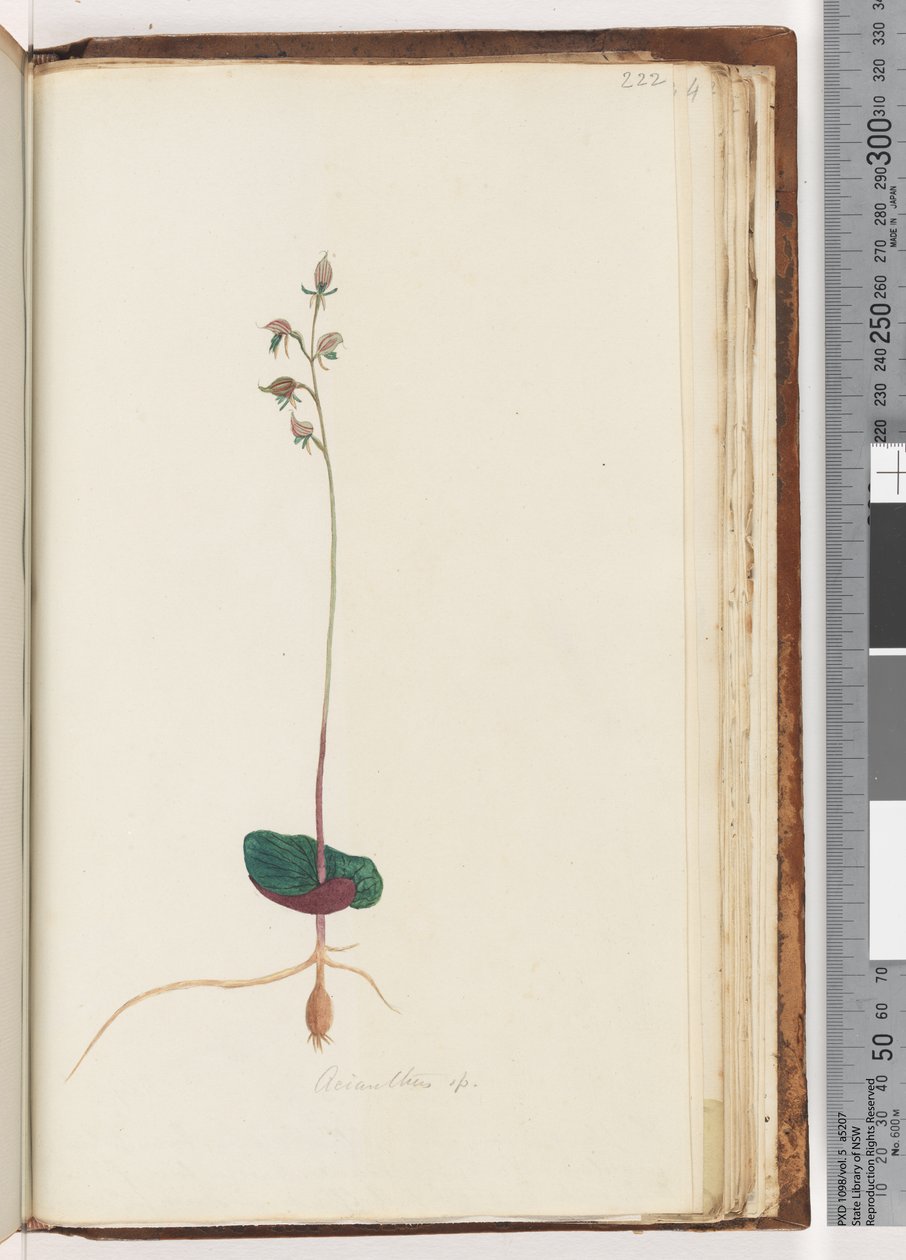 Sayfa 222. Acianthus sp by Unknown artist