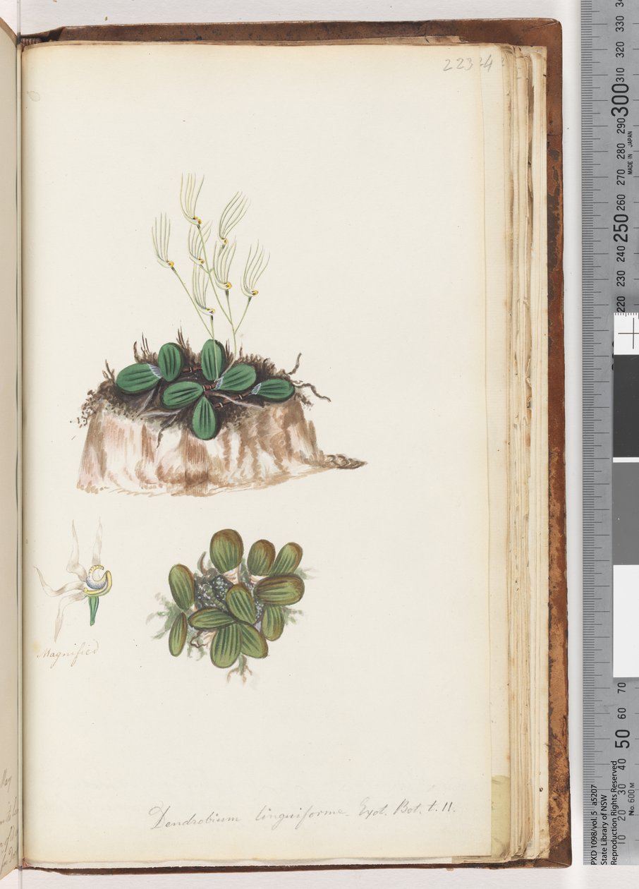 Sayfa 223. Dendrobium linguforme Exot. Bot. T. 11 Dil Orkide by Unknown artist