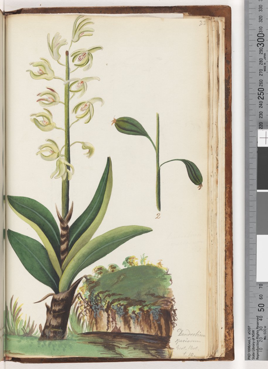 Sayfa 225. Dendrobium speciosum Exot. Bot. T. 10 by Unknown artist