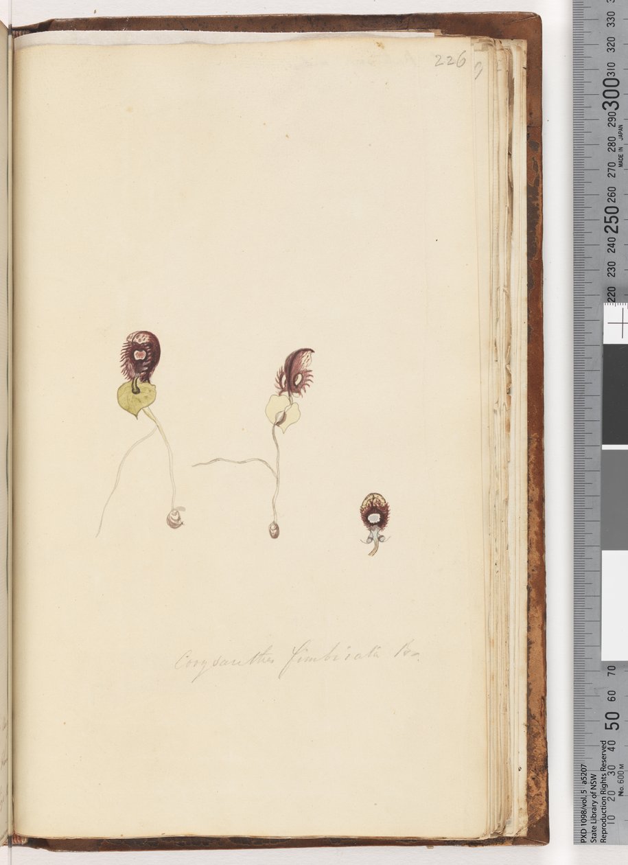 Sayfa 226. Corysanthes fimbriata Br / Saçaklı Miğfer Orkide by Unknown artist