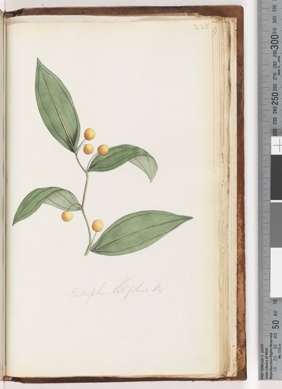 Sayfa 228. Eustrephus latifolius Br. vombat meyvesi by Unknown artist