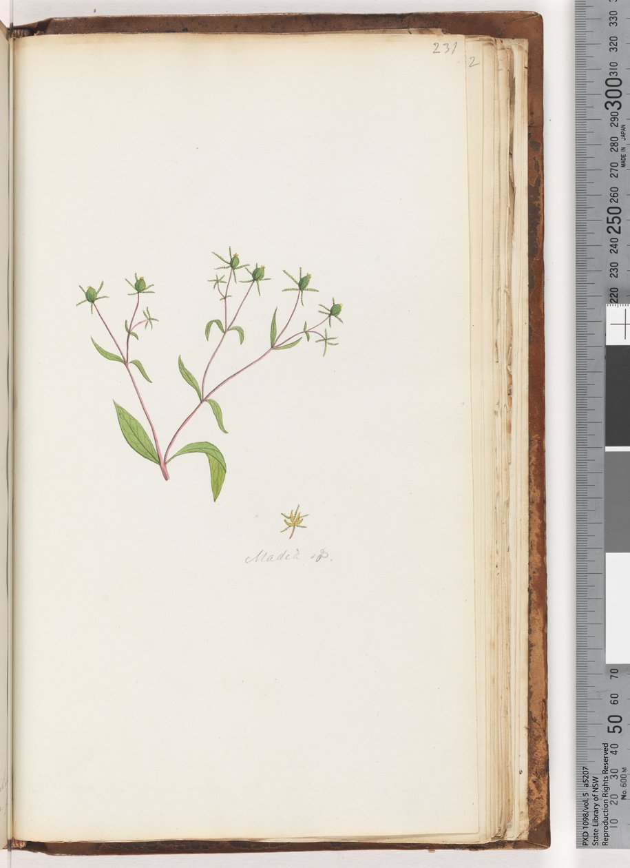 Sayfa 231. Madia sp by Unknown artist
