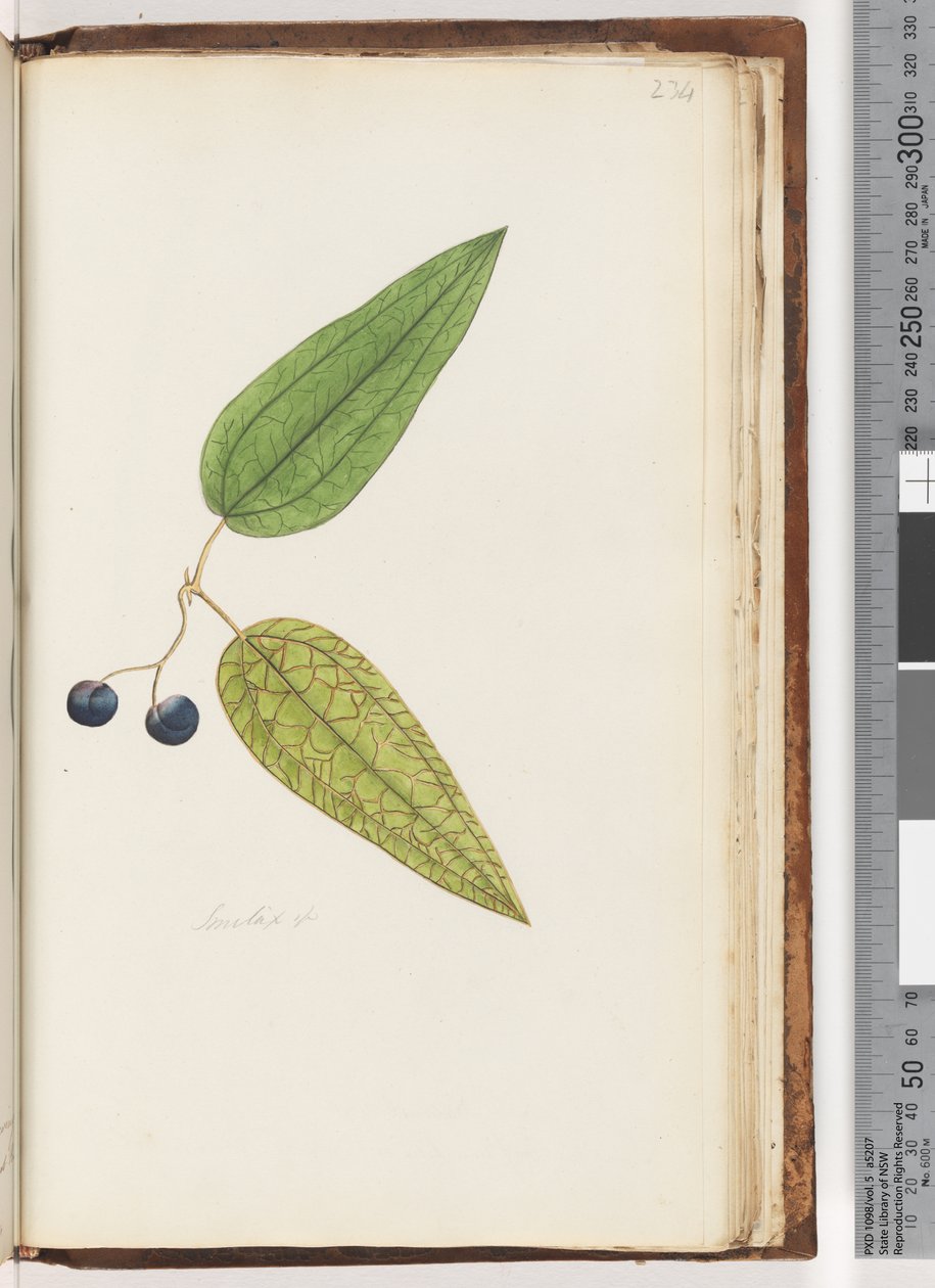 Sayfa 234. Smilax sp Tatlı Sarsaparilla by Unknown artist