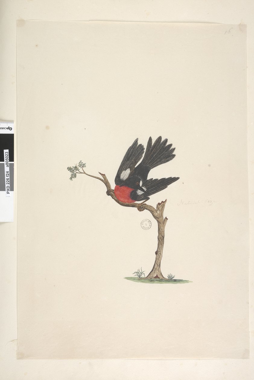 Sayfa 24. Doğal boy Scarlet Robin Petroica çok renkli, erkek, Norfolk Adası, 1791-92 by Unknown artist