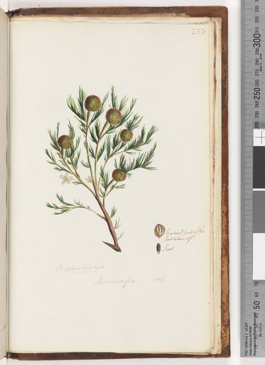 Sayfa 253. Euphorbiaceae / Ricinocarpus  ...? düğün çalı by Unknown artist