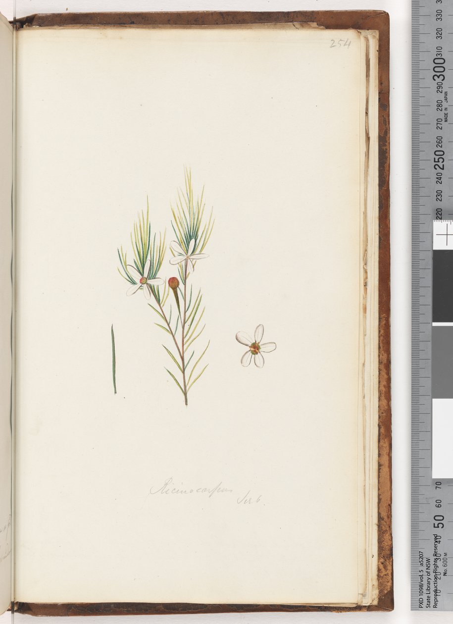 Sayfa 254. Ricinocarpus / ?? by Unknown artist