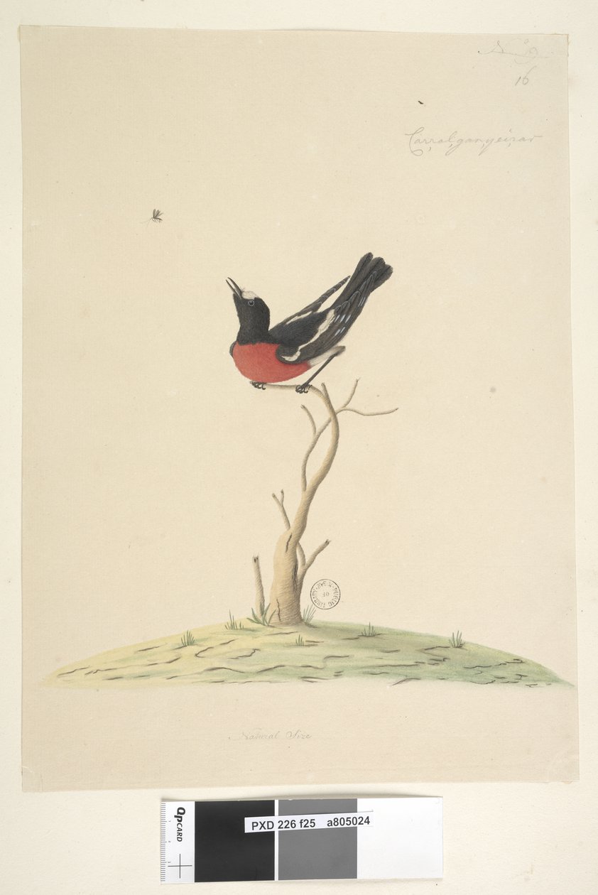 Sayfa 25. Car,ral,gar,yei,sar, doğal boy Scarlet Robin, erkek Petroica çok renkli, N.S.W., 1791-92 by Unknown artist