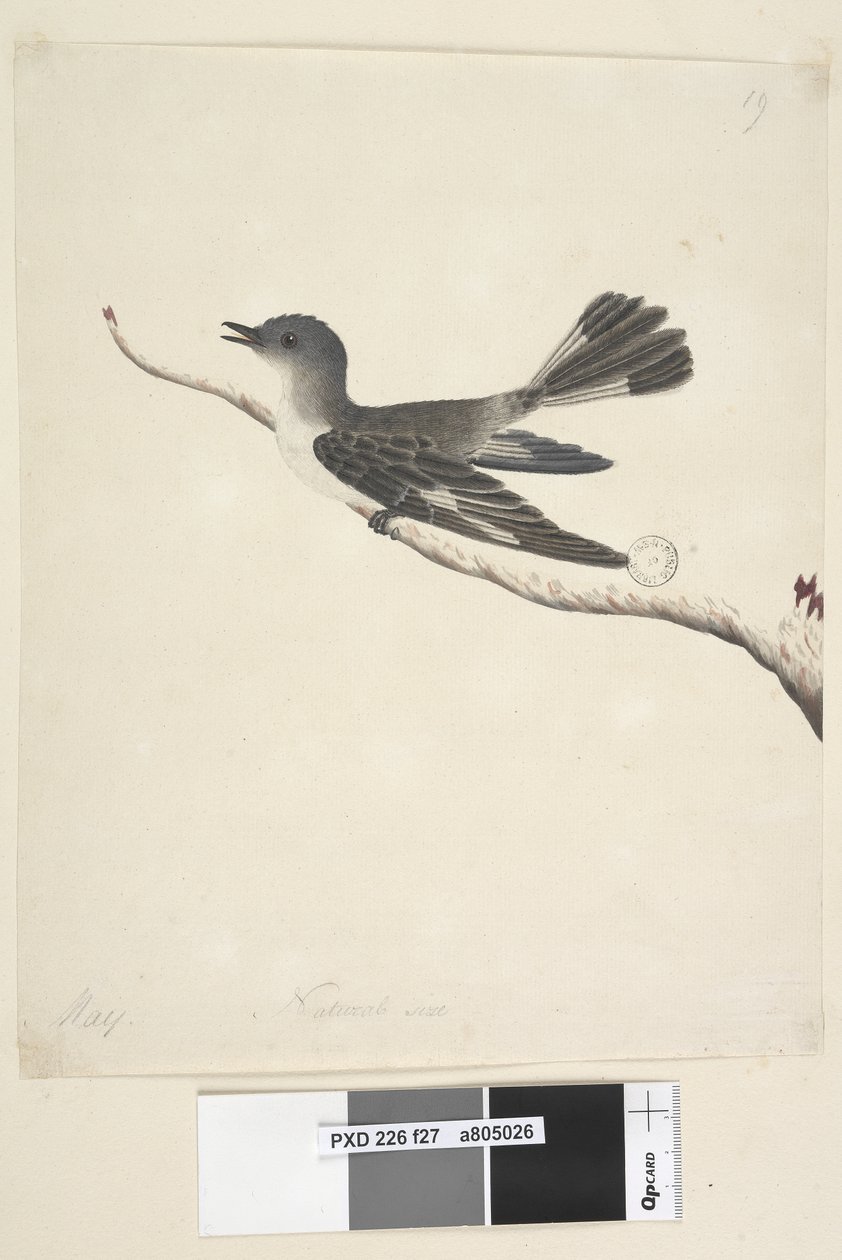 Sayfa 27. Mayıs. Doğal boy Kapşonlu Robin, dişi Melanodryas cucullata, 1791-92 by Unknown artist