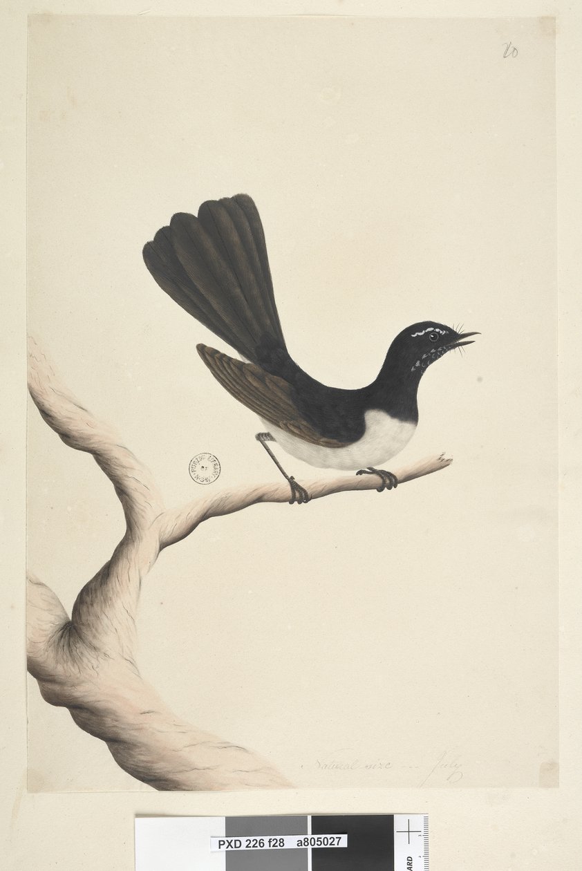 Sayfa 28. Doğal boyut,  Temmuz Willie Kuyruksallayan Rhipidura leucophrys, 1791-92 by Unknown artist