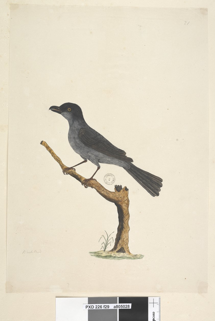 Sayfa 29. Karakuş Norfolk Adası Karatavuk? Aplonis fuscus, erkek, 1791-92 by Unknown artist