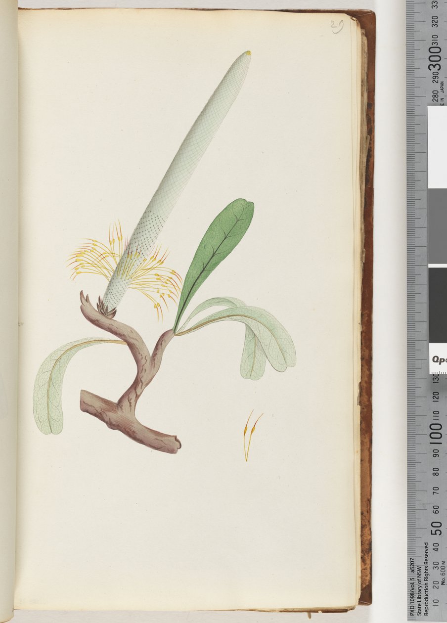 Sayfa 29. Sahil Banksia by Unknown artist